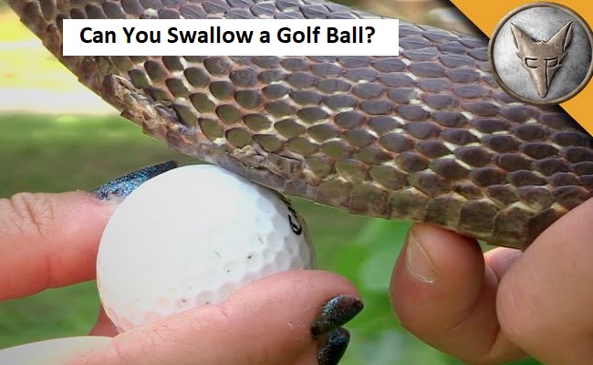 can you swallow a golf ball?